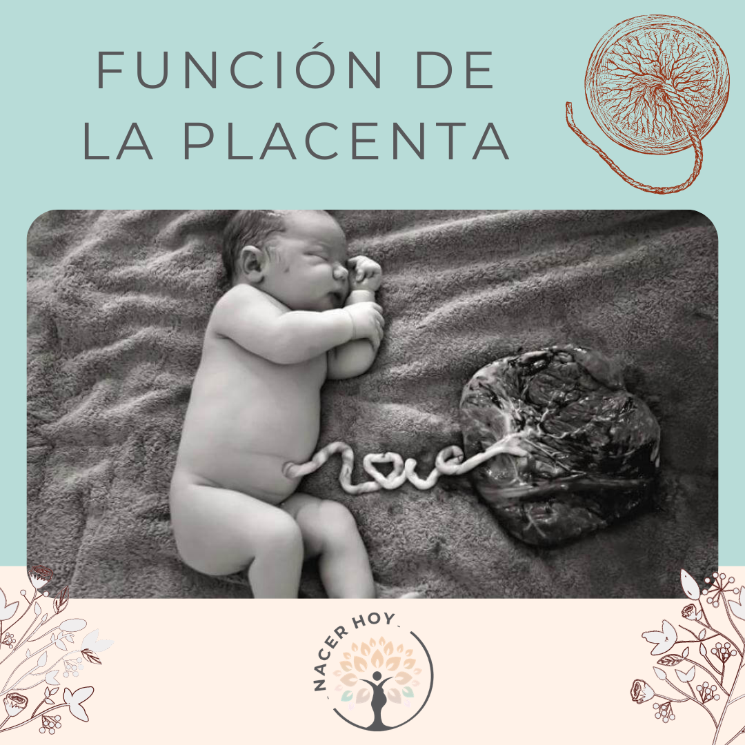 Confuso exposición audible La Placenta órgano casi perfecto y sus funciones - Nacer Hoy